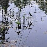 Sagittaria sagittifolia Folla