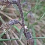 Epipactis microphylla Квітка