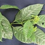 Psychotria racemosa Arall