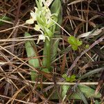 Dactylorhiza insularis Leaf