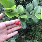 Syzygium rivulare果実