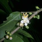 Mouriri grandiflora Flower