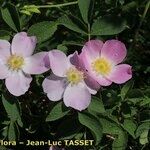 Rosa mollis 形態