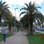 Phoenix canariensis Folha