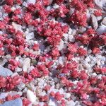 Crassula tillaea Flower