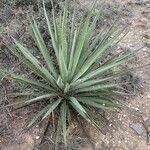 Yucca baccata Hoja