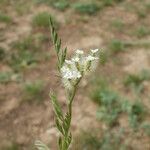 Torilis leptophylla Blomst