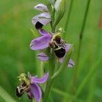 Ophrys x minuticauda その他の提案