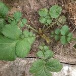 Geum sylvaticum Leaf