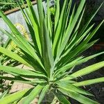 Yucca aloifoliaLehti