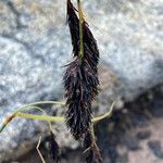 Carex pichinchensis