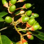 Ocotea dendrodaphne Fruit