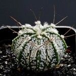 Astrophytum capricorne 整株植物