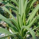 Lactuca indica Hoja