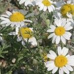 Anthemis austroiranica Flower