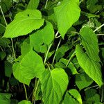 Hydrangea arborescens Листок