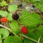 Rubus ursinus Fruchs