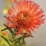 Leucospermum erubescensപുഷ്പം