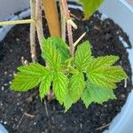 Rubus idaeusList