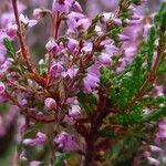 Calluna vulgarisBloem