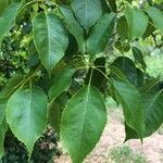 Handroanthus heptaphyllus Folha