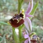 Ophrys × minuticauda Flower