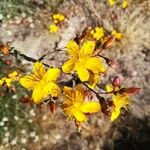 Hypericum linariifolium Flor