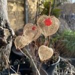 Physalis alkekengi Fruto