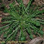 Hypochaeris robertia Habitat