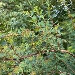 Spiraea douglasii Foglia