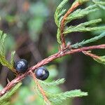 Juniperus recurva Hábito