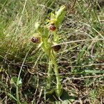 Ophrys virescens Hábito