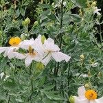 Romneya coulteri عادت داشتن