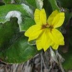 Goodenia hederacea 葉