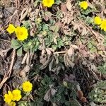 Potentilla neumanniana Hábitos