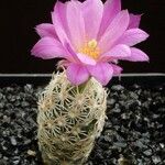 Escobaria minima Hábito