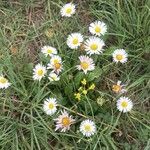 Bellis sylvestrisFiore