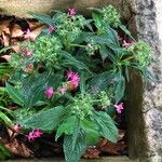 Pentas lanceolataFlower