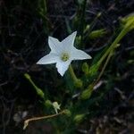 Nicotiana quadrivalvis Flor