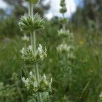 Sideritis endressii Цвят