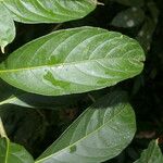 Solanum aphyodendron Deilen