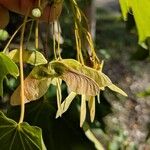Acer cappadocicum ফল