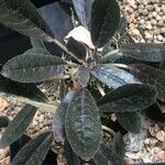 Dorstenia foetida Blatt