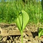 Ophioglossum vulgatum Leaf