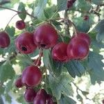 Crataegus azarolusПлод