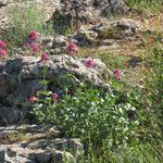 Centranthus ruber Habit