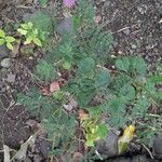 Mimosa diplotricha Φύλλο