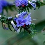 Echium vulgare Іншае