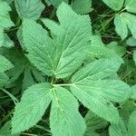 Imperatoria ostruthium Likasa