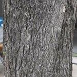 Pyrus calleryana 树皮
